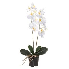 Valkoinen Orkidea ruukussa - Tekokasvi, 59 cm