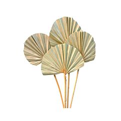 Kuivatut Palmunlehdet 50cm, Luonnonvärinen, 10 kpl