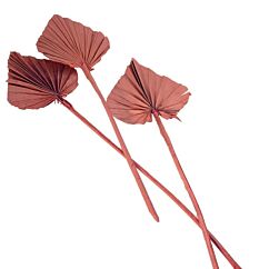 Palmunlehti – Palm Spear, 55cm, Terracotta, 10 kpl.