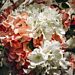 Kukkakimppu - Hortensia, Valkoinen,51cm